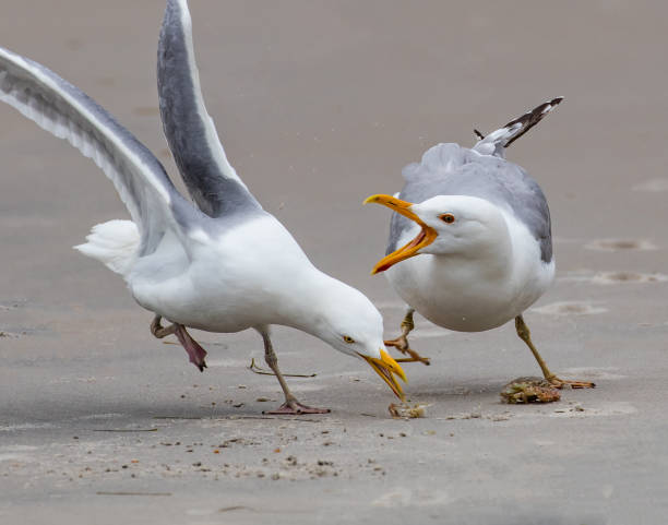 Two herring gulls fight over what's left of a small crab meal on the beach at Holgate, NJ
