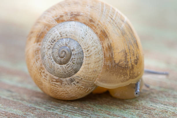The common garden snail. Helix aspersa