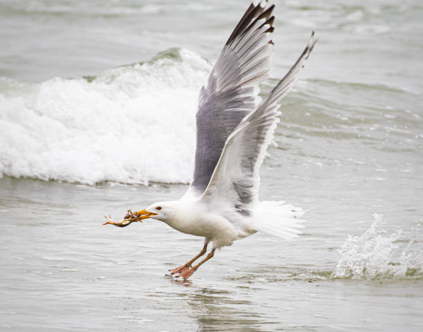 istock A herring gull snatches a small crab in the surf 1218190161