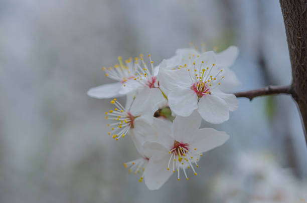 istock Spring weather - cherry blossomed in the garden. 1218191427