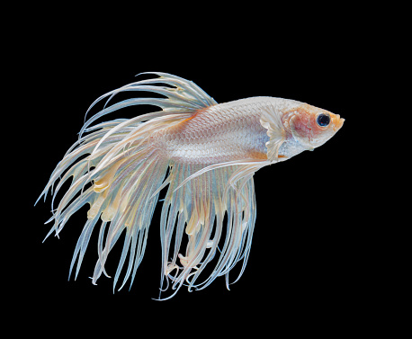 Beautiful white crowntail betta fish siamese fighting fish isolated on black background. fighting fish in movement on black background.