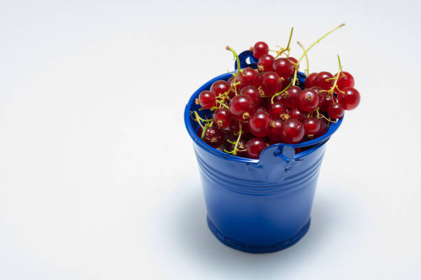 Red Currants in the little blue bucket on the white background.