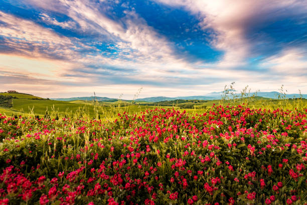 Sunny landscape from Val d'Orcia