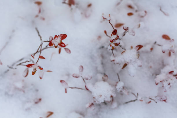 istock Snow flakes on leafs, beginning of whinter in forest 1218194478