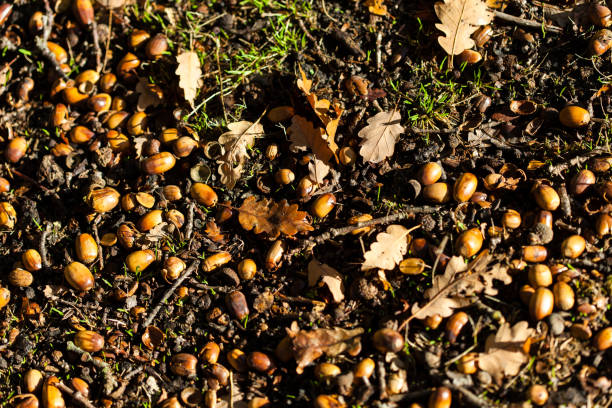 istock Acorns of oak fall at autumn forest 1218194481