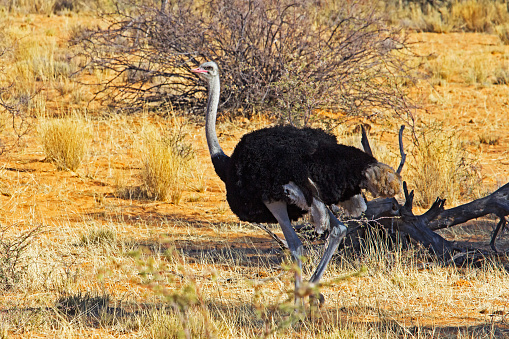 Male ostrich in Kalahari grassland in Northern Cape, South Africa