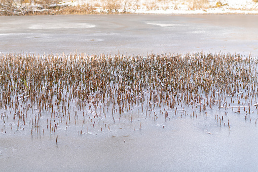 Winter landscape at the pond (or a small lake) even if the calendar says April 4. The water is frozen and the ice of the lake as well as the shore is covered with snow. Rush plants are wilted, weathered, bended, broken and frosted.