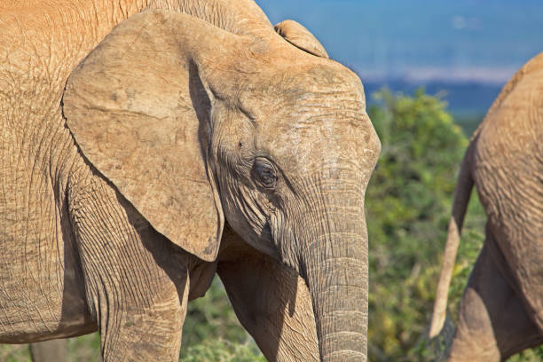 istock Close-up of female elephant's head 1218194799