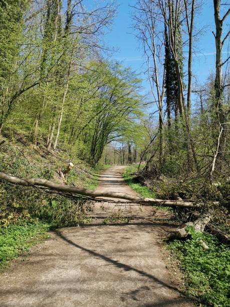 istock Vertical shot of pure wilderness with a fallen tree trunk in a forest in West Germany 1218196130