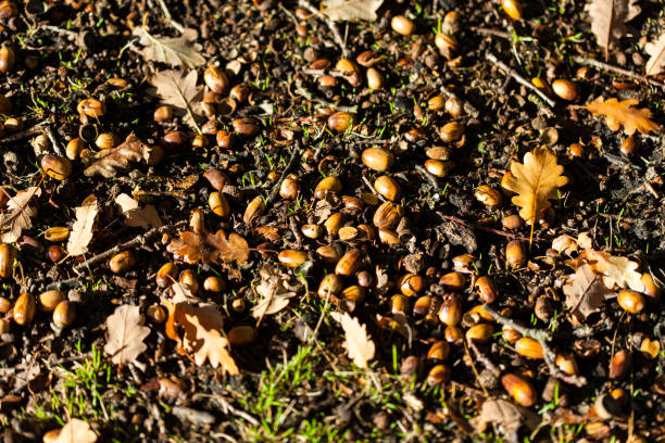 istock Acorns of oak fall at autumn forest 1218196856