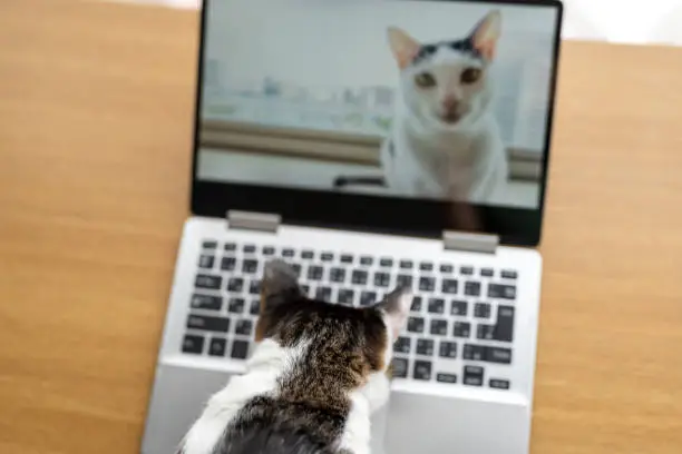 Photo of Cats having video call