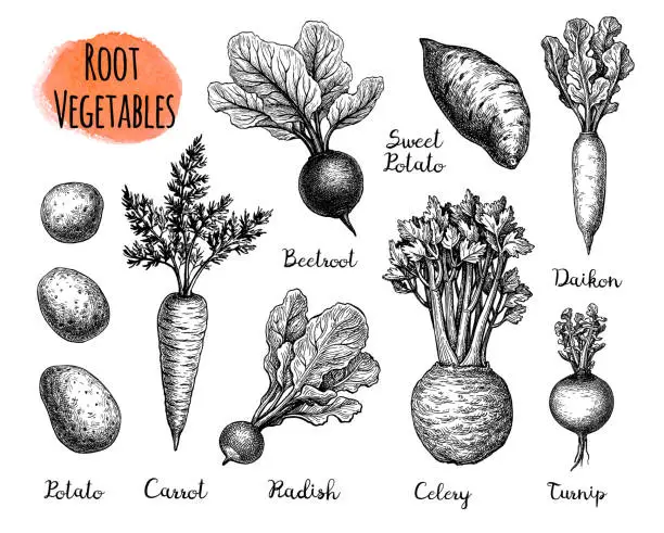 Vector illustration of Root Vegetables big set.