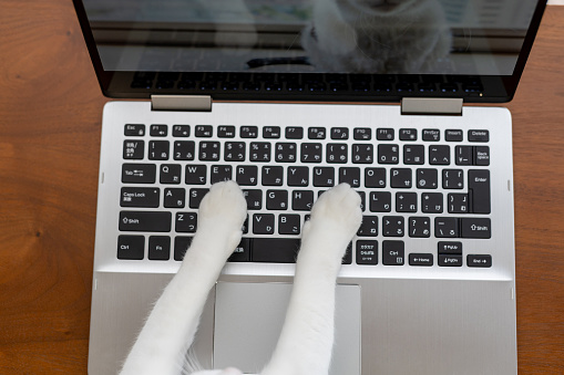 Cat using laptop