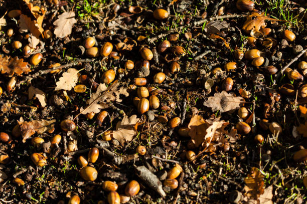 istock Acorns of oak fall at autumn forest 1218199233