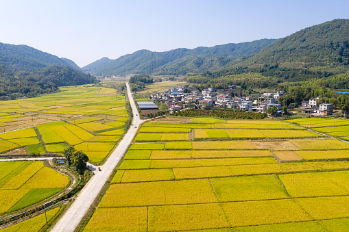 Aerial view of mature rice fields, farmland and villages in autumn