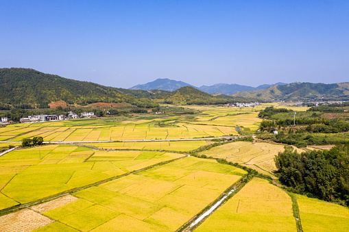 Aerial view of mature rice fields in autumn