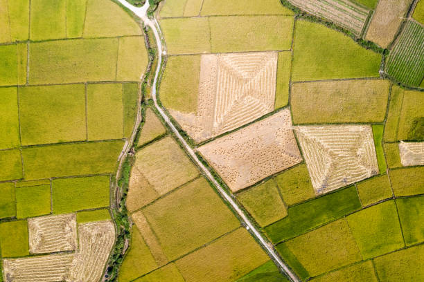 istock Aerial view of golden rice fields in autumn 1218199401