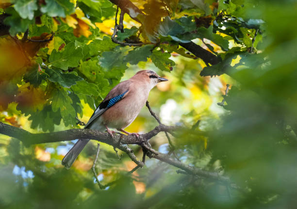 Jay. UK woodland birds Jay perched on branch, partially obscured jay stock pictures, royalty-free photos & images