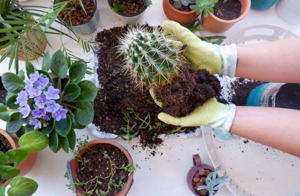 istock Woman's hands holding barrel cactus over a table 1218200267