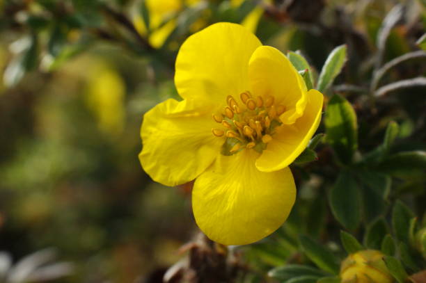 istock white single potentilla flower shrub bush five petals 1218200498