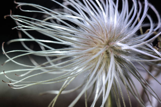 istock alpine pasque flower seeds dandelion gray single flower 1218200546