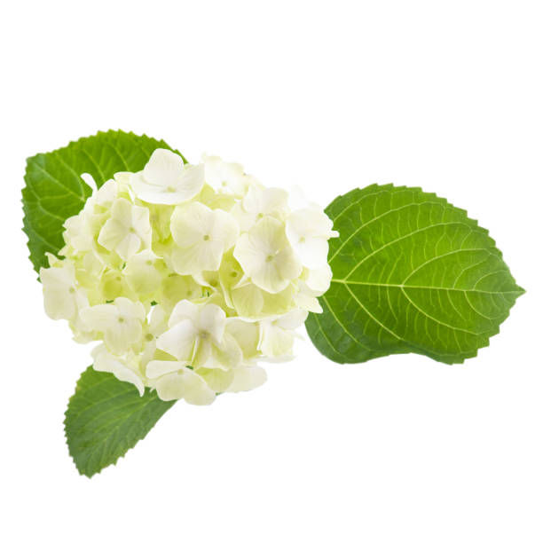 istock White green hortensia flowers 1218200584