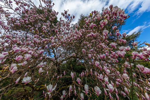 A white magnolia tree in bloom. Spring in Kubota Garden, Seattle, WA, USA