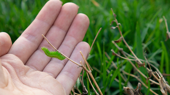 A caterpillar in a human hand. A green caterpillar on a branch.