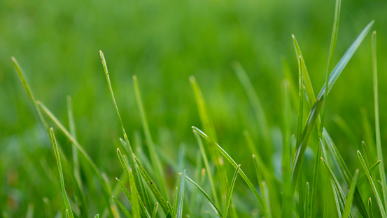 Clipped green grass close up.