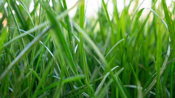 Free Stock Photo of Lush green grass close-up in daylight | Download ...