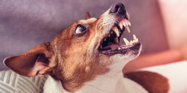 istock dog growls with teeth in grin at home 1218203089