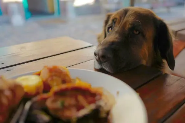 A hungry dog resting her head on a table next to a plate full of delicious and tempting Sunday roast dinner in a pub beer garden. She resists the temptation to try some for herself.