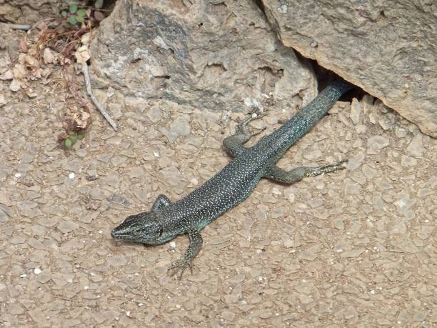 istock Madeiran wall lizard coming out of a hole 1218206646