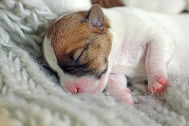 Photo of uppy jack russell terrier on a knitted litter born a few days ago