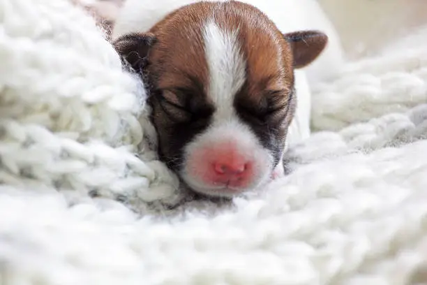 Photo of muzzle puppy jack russell terrier on knitted bedding born a few days ago, cozy house, blurred,