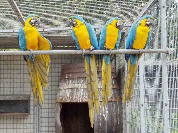 istock Group of blue-and-yellow macaws, depicting social interaction 1218206737