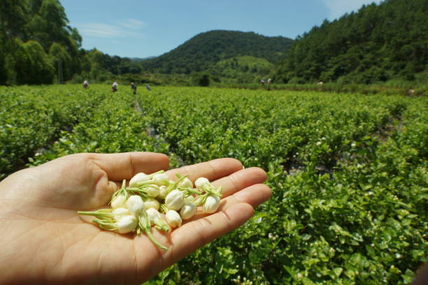 granja de flores de jazmín chino - jasmine tea jasmine herbal tea drink fotografías e imágenes de stock