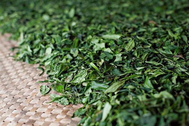 Tea leaves to make black tea