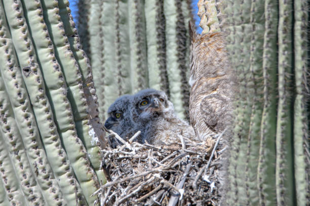 巣の中でお母さんと一緒に2つのフクロウ - great horned owl cactus owl flying ストックフォトと画像