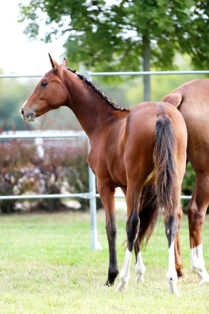 istock Young doal and mare spending time together 1218207979