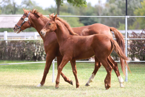 istock Young doal and mare spending time together 1218207981