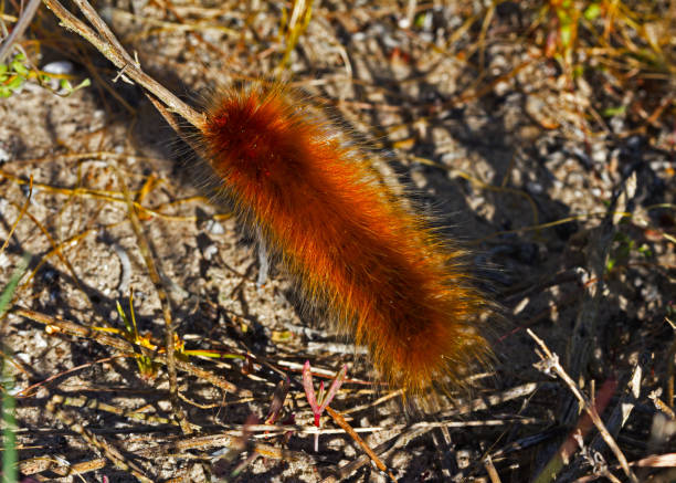 istock Hairy orange caterpillar on twig 1218208508