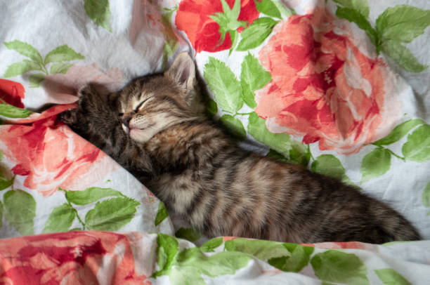 beau chaton tricolore avec les yeux bleus est doucement étendu sur le lit avec l’impression des roses rouges et des feuilles vertes et le sommeil. animaux de compagnie dans la maison - moored photos et images de collection