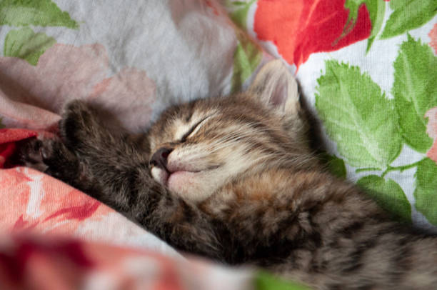 beau chaton tricolore avec les yeux bleus est doucement étendu sur le lit avec l’impression des roses rouges et des feuilles vertes et le sommeil. animaux de compagnie dans la maison - moored photos et images de collection