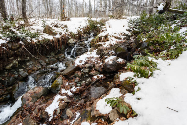 istock Green leaves and snow 1218208593