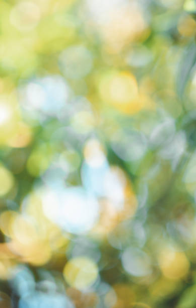 Blurry green nature background with sunlight bokeh natural
