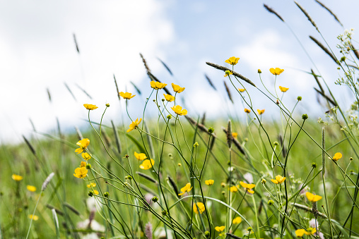 A filed with Yellow flowers, a green grass and a cloudy sky