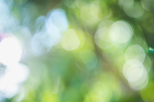 Blurry green nature background with sunlight bokeh natural