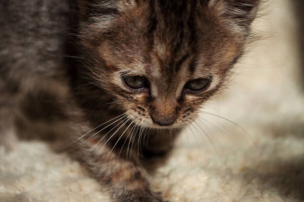 hermoso gatito tricolor con ojos azules está dulcemente en la alfombra blanca y mirando hacia adelante. mascota en el hogar - moored fotografías e imágenes de stock