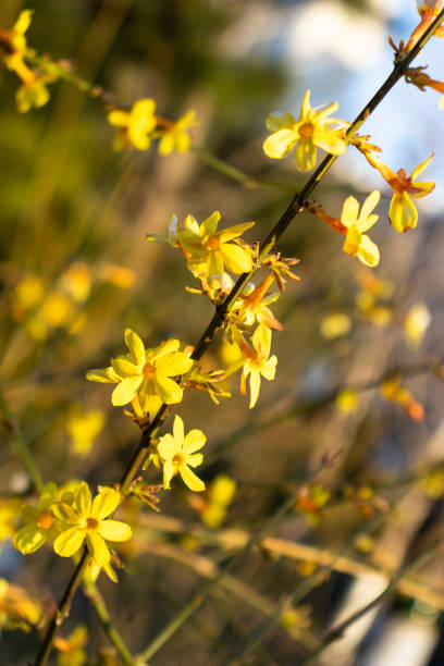 istock The Yellow winter jasmine is in bloom 1218209197